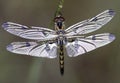 New Dragonfly