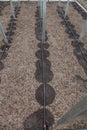 New drip irrigation system in greenhouse Royalty Free Stock Photo