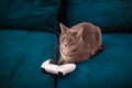 New DualSense controller for ps5 with immersive haptic feedback and dynamic adaptive triggers. Cute cat is sitting with