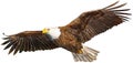 New eagle flying Royalty Free Stock Photo