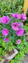 New egland aster in bloom Royalty Free Stock Photo