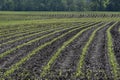 New emerging corn crop on a farm in the Midwest USA Royalty Free Stock Photo