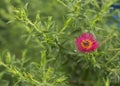 New England aster Andenken an Alma Potschke 2