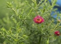 New England aster Andenken an Alma Potschke