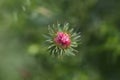 New England aster Andenken an Alma Potschke