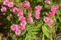 New England aster Andenken an Alma Potschke