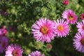 New England aster Andenken an Alma Potschke