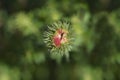 New England aster Andenken an Alma Potschke