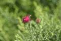 New England aster Andenken an Alma Potschke