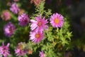 New England aster Andenken an Alma Potschke