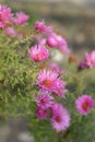 New England aster Andenken an Alma Potschke