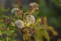 New England aster Andenken an Alma Potschke