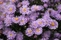 New England aster flowers with a blurred field Royalty Free Stock Photo