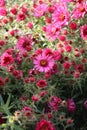 New England Aster Royalty Free Stock Photo