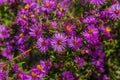 New England Aster