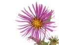 New England Aster (Symphyotrichum novae-angliae) Royalty Free Stock Photo