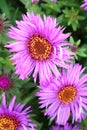 The new england aster Symphyotrichum novae-angliae