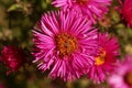 New England aster Symphyotrichum novae angliae Royalty Free Stock Photo