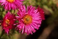 New England aster Symphyotrichum novae angliae Royalty Free Stock Photo