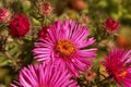 New England aster Symphyotrichum novae angliae Royalty Free Stock Photo