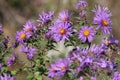 New England Aster Symphyotrichum novae-angliae Royalty Free Stock Photo