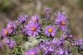 New England Aster Symphyotrichum novae-angliae Royalty Free Stock Photo