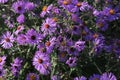 New England Aster Symphyotrichum novae-angliae