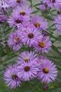 Close up image of New England aster flowers. Royalty Free Stock Photo