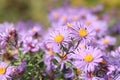 New England Aster Royalty Free Stock Photo