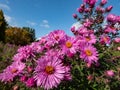 New England Aster variety (Aster novae-angliae) \'Barr\'s Pink\' flowering with large, lilac-pink flowers
