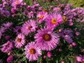 New England Aster variety (Aster novae-angliae) \'Barr\'s Pink\' flowering with pink flowers