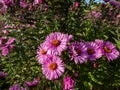 New England Aster variety (Aster novae-angliae) \'Barr\'s Pink\' flowering with large, lilac-pink flowers