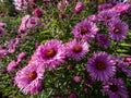 New England Aster variety (Aster novae-angliae) \'Barr\'s Pink\' flowering with pink flowers