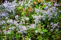 New England aster wildflowers Symphyotrichum patens Royalty Free Stock Photo