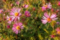 New England Asters in Southern Ontario