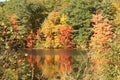 New England fall colors & reflection on pond Royalty Free Stock Photo