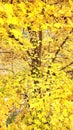 New England Fall Foliage Maple Yellow Peak Color