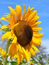 Yellow sunflower on Fall day in Littleton, Massachusetts, Middlesex County, United States. New England Fall. Royalty Free Stock Photo