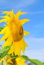 Yellow sunflower on Fall day in Littleton, Massachusetts, Middlesex County, United States. New England Fall. Royalty Free Stock Photo