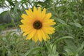 New England late summer perennials, wild yellow sunflowers Royalty Free Stock Photo