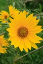 New England late summer wild yellow hairy sunflowers, attracts bees, Royalty Free Stock Photo