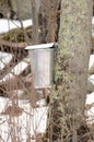 New England Maple Sugar Tapping Royalty Free Stock Photo