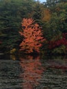 New England Fall, orange tree, reflection on pond Royalty Free Stock Photo