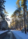 New England road in snowy winter pine forest