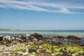 New England shoreline during low tide Royalty Free Stock Photo