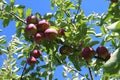 BUNCH of red juicy apples in apple tree.. Brookfield Orchards Royalty Free Stock Photo
