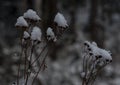 New England Winter pine forest plants after snow storm Royalty Free Stock Photo