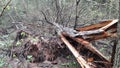 New fallen tree in the forest summer Royalty Free Stock Photo