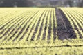 New farm crop growing in ploughed field. Selecive focus