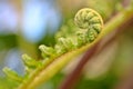 New Fern Frond Royalty Free Stock Photo